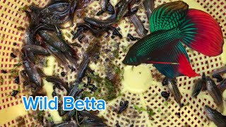 New batch of wild betta fishbettafishtank betta wildbetta [upl. by Phi]