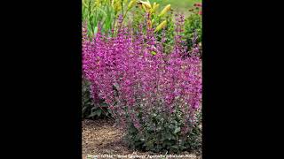 MEANT TO BEE™ Royal Raspberry Agastache Bin3aiah Plants [upl. by Ahsienauq]