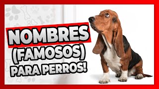 🔴 NOMBRES FAMOSOS Para PERROS  Perros Famosos del Cine [upl. by Naehgem134]