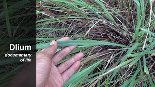 Citronella grass Cymbopogon nardus  part 1 [upl. by Aelem424]