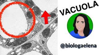 Vacuola  Célula eucariota Estructura y función [upl. by Jereld]