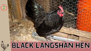 Black Langshan Hen Gallus gallus domesticus The Elegance and Grace of a Heritage Beauty [upl. by Pietrek]