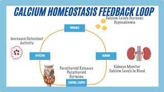 Calcium Homeostasis Feedback Loop [upl. by Dupaix]