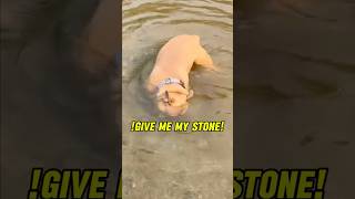 French Bulldog Walter gets funnier and funnier shorts funnypets [upl. by Hilaire]