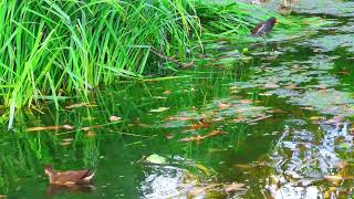 Wild Ducks Paddling In The Park Water Pond  Kasim Vlog [upl. by Olsen18]