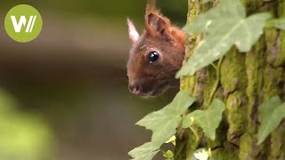 Les animaux sauvages de nos forêts  Un voyage des Vosges du Nord à lIledeFrance [upl. by Eciram]