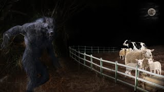 VÍDEO DE LOBISOMEM VIRALIZA APÓS NOITE DE LUA CHEIA GRANDE E PELUDO folclore brasileiro [upl. by Alvin492]