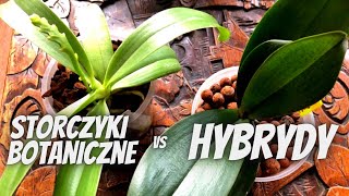 Czym się różni STORCZYK botaniczny od hybrydy Czy botaniczne są trudniejsze w uprawie [upl. by Ansilma]