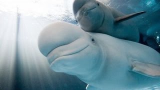 Nadando con belugas [upl. by Seen239]