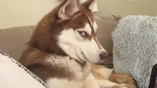 Get a Husky they said It will be fun🤣 [upl. by Jasmina887]