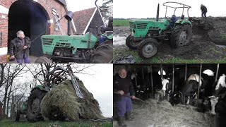 Feeding cattle by farmer Gerrit [upl. by Rhiana]