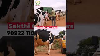 Chintamani cows cow vivasayaarvalargal dairyfarming shortsfeed shortvideo shorts [upl. by Helsie]