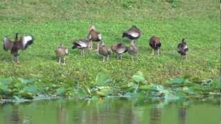 Blackbellied Whistling Duck [upl. by Hgielra]