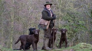 Working Labrador Retrievers with Grangemead Labradors [upl. by Sesom937]