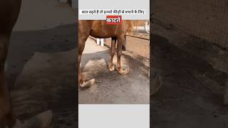 घोड़े के नाखून क्यों काटते है  horse hair and nails trimming [upl. by Llet]