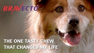 Bravecto® New Zealand  Flea amp Tick Treatment For Dogs  30s [upl. by Debor]