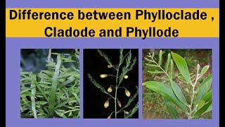 Difference between phylloclade  cladode and phyllode [upl. by Nelon]