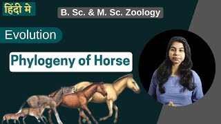 Phylogeny of Horse  Evolution  In Hindi  B Sc amp M Sc Zoology [upl. by Resay431]