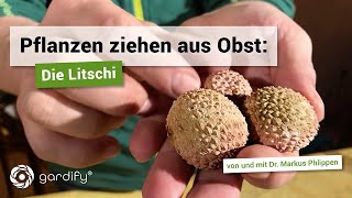 Pflanzen ziehen aus Obst Die Litschi  gardify Tipps [upl. by Aivatnwahs]