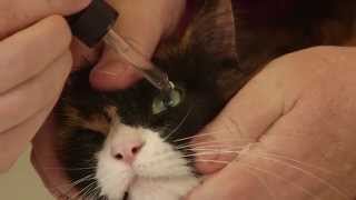 How to apply eye drops or ointment to your cat [upl. by Harrison636]