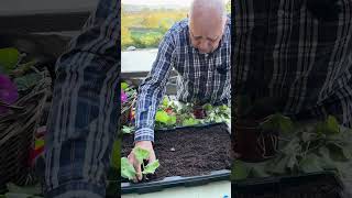 bouturer des géraniums conseil astuce tuto tutorial bouture geranium naturelove plante [upl. by Mcleroy]