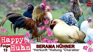 E13 Serama Hühner im Rasseportrait  HAPPY HUHN Ayam Serama  Zwerghühner Haltung Eier Brut Zucht [upl. by Yenolem702]