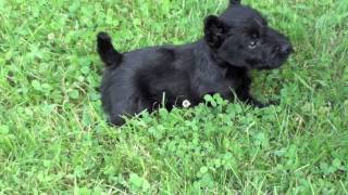 Scottish Terrier Puppies at Four Weeks  and Pepper [upl. by Ahtnammas304]