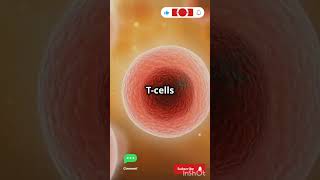 quotTCells vs Cancer Cells The Battle for Your Healthquot [upl. by Apilef]