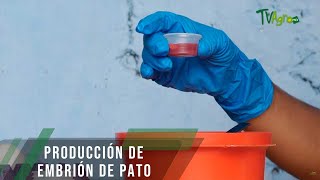 Producción de embrión de pato  TvAgro por Juan Gonzalo Angel Restrepo [upl. by Nomma]