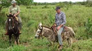 INÁCIO E SUA JUMENTA  RONDÔNIA [upl. by Inalej]