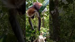 Zanzibar red colobus monkey 2 [upl. by Breech]