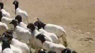 somali sheep birth [upl. by Garris593]