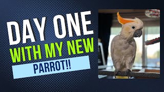 Day ONE with Kruze the cockatoo  Kruze Pt 1 [upl. by Nythsa587]