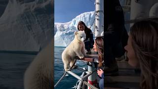 Polar Bear Rescue At Sea Atlantic Heart Warming Cute Baby animals [upl. by Yanaj41]