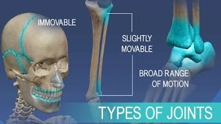 Anatomy and Physiology of Articulations Joints [upl. by Inittirb]