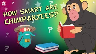 How Smart Are Chimpanzees  The Dr Binocs Show  Best Learning Videos For Kids  Peekaboo Kidz [upl. by Dickens133]