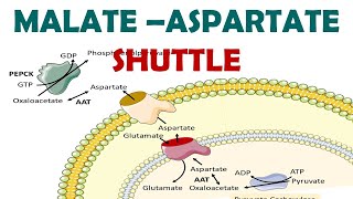 malate aspartate shuttle biochemistry in hindi [upl. by Teresina]