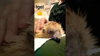 Igel News👍😁 Infos➡Videobeschreibung [upl. by Suoivatnod]