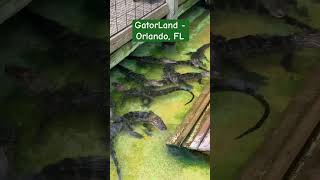 Feeding Gators…GatorLand  Orlando Florida gatorland [upl. by Elyse670]