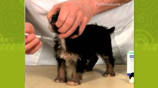 PetSolutions How to Give Your Dog or Puppy Medicine [upl. by Eynenihc810]