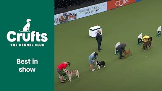 Best In Show And Presentation at Crufts 2022 [upl. by Ggerc]