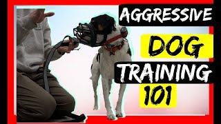 Stop Serious Dog Aggression with an Ecollar  Dog aggression Ecollar correction tutorial [upl. by Fennelly863]