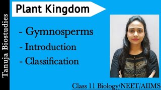 Gymnosperms  Introduction  Classification of Gymnosperms  Plant Kingdom  Class 11 BiologyNEET [upl. by Venu]