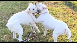 145 Happy Dogs Lab amp Pitbull Wrestle 09122024 labrador pitbull shiba [upl. by Gnilrad696]