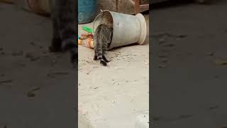 Kitten Knocked Over The Garbage 🤧🤦 cat kitten cute catlover youtubeshorts amazing funny [upl. by Yekciv641]