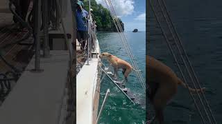 Dog Swims Back to the Boat Climbs the Ladder Pauses for a Rinse and Steps Onto the Deck [upl. by Plerre]