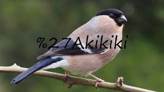 How to pronounce Akikiki [upl. by Ohl161]