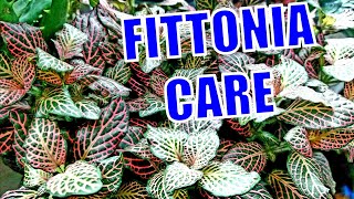 Growing Fittonia [upl. by Ariana]