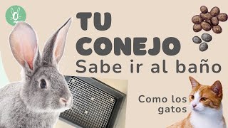 ¿Pueden los conejos aprender a ir al baño 🐰  Guía fácil para entrenarlos [upl. by Benedict950]