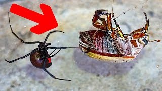 Redback Spider Vs Giant Christmas Beetle NOT So Merry Christmas [upl. by Smaoht]